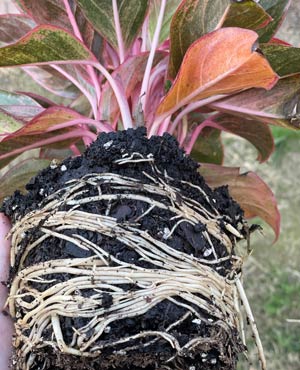 red aglaonema with root circling - roots are bound and start to circle around root ball