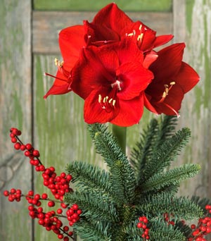 Red Amaryllis Red Amaryllis