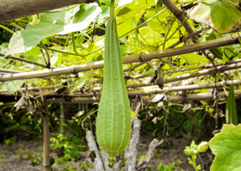 luffa gourd on vine the fruit is light yellowish green and oblong in shape