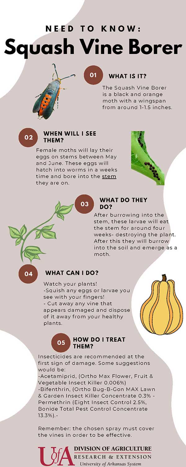 vertical tall infographic with an illustration of a squash vine borer, eggs on a leaf, squash, and vine. 