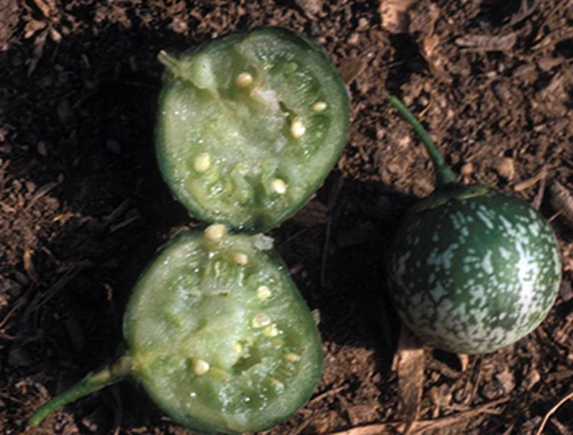 fruit & seeds of little green fruit grown on potatoes