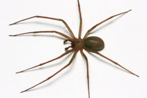 Brown Recluse Spider 