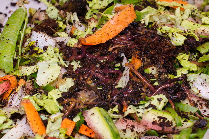 Close up of worms in dirt surrounded by vegetable food scraps