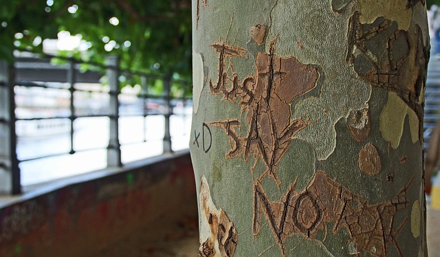 just say no in tree bark