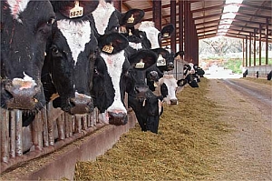Concentrated Animal Feeding Operation (CAFO) - Holstein Dairy Cows | Air Quality Emissions | Environment & Nature | Arkansas Extension