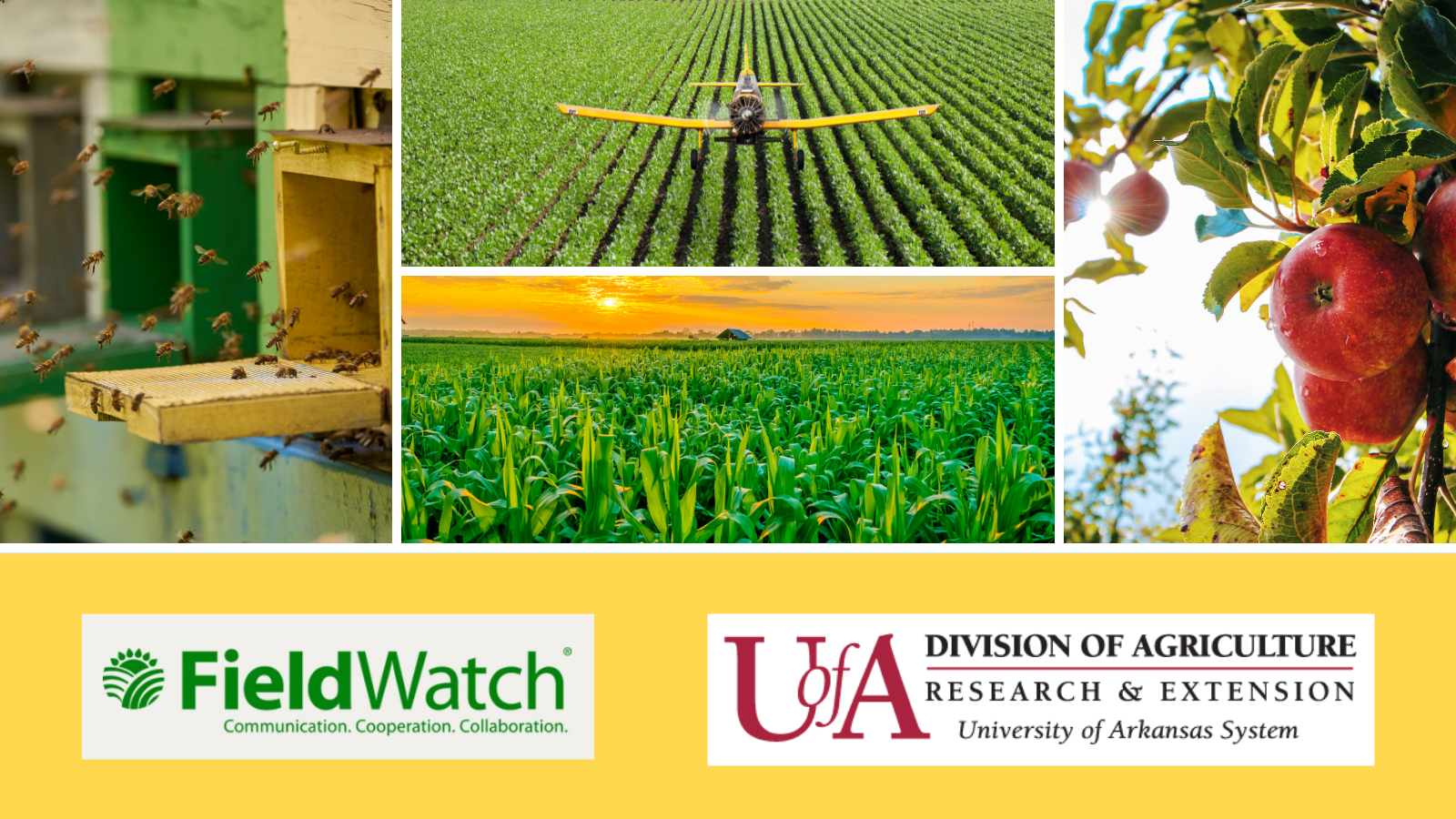 Graphic for FieldWatch in partnership with the University of Arkansas System Division of Agriculture | logos at the bottom | photos include top left, honeybees swarming into a beehive | middle, yellow crop duster spraying a soybean field | middle, a corn field at sunset | right, a close up of apples hanging in a tree