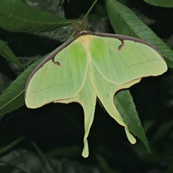 luna moth