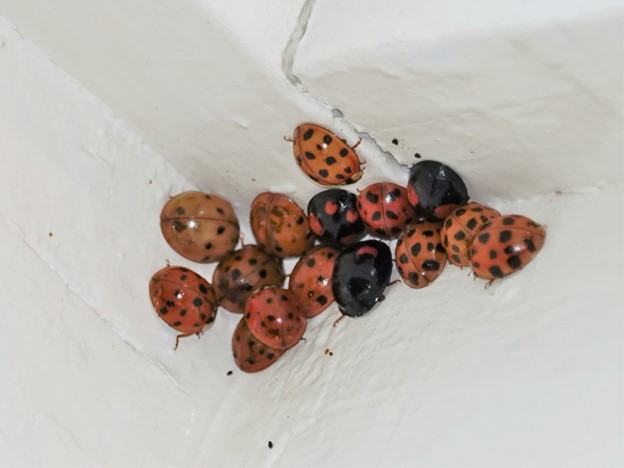 Multiple lady beetles of different colors crowded in a corner indoors.