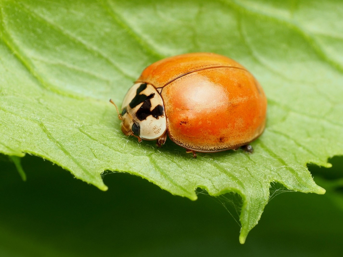 Lady beetle on a leaf