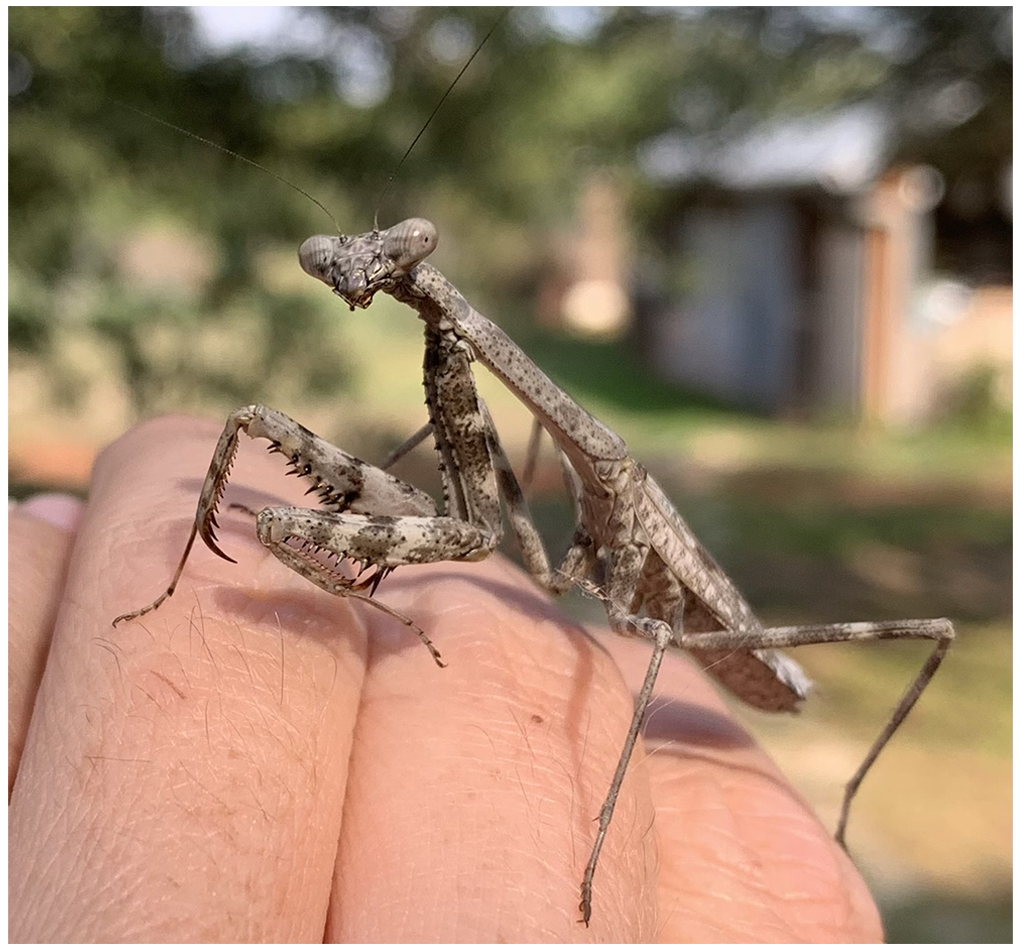 Close up of a brown and tan praying mantis on someone's hand