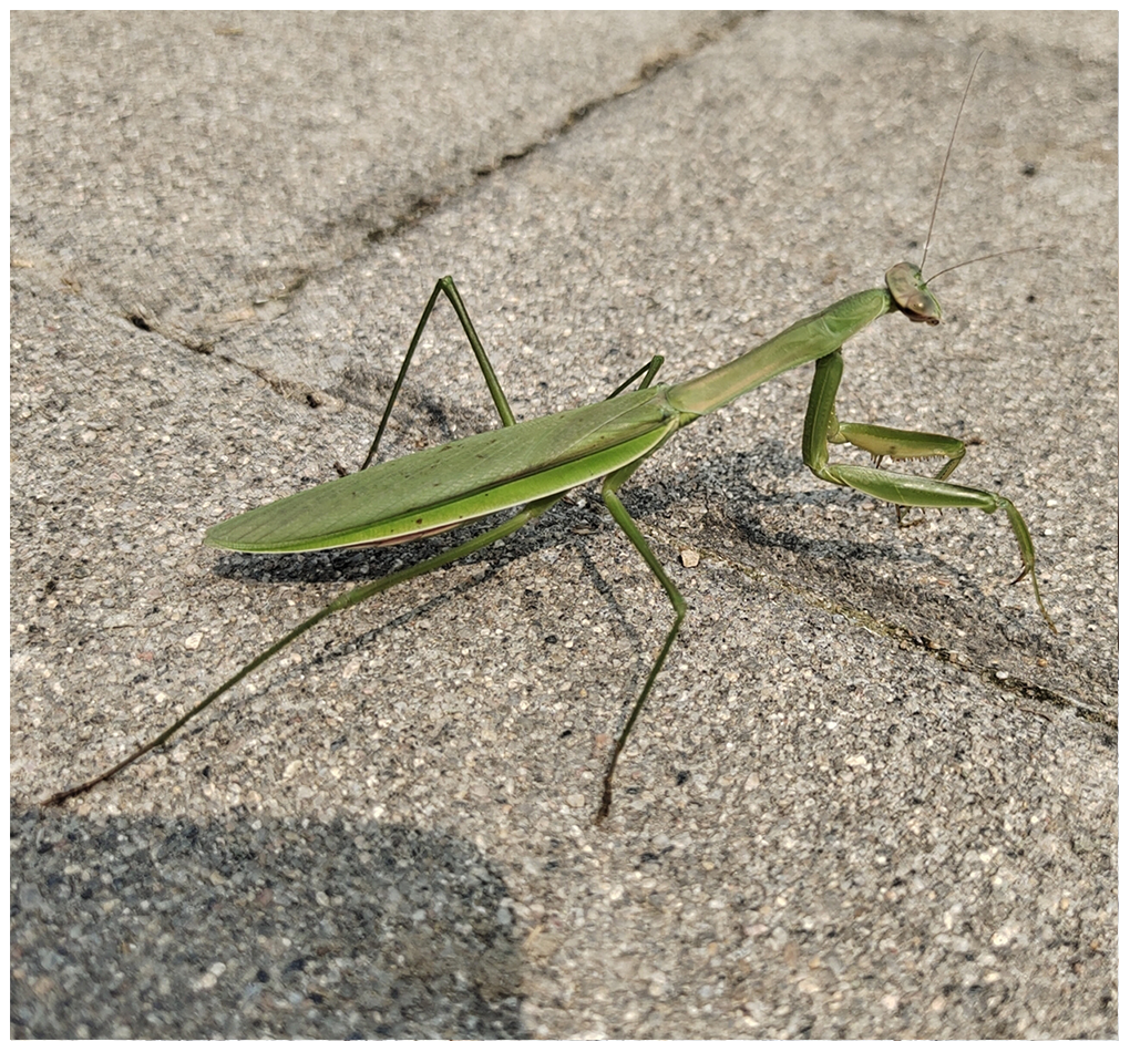 Close up of a bright green praying mantid on a sidewalk