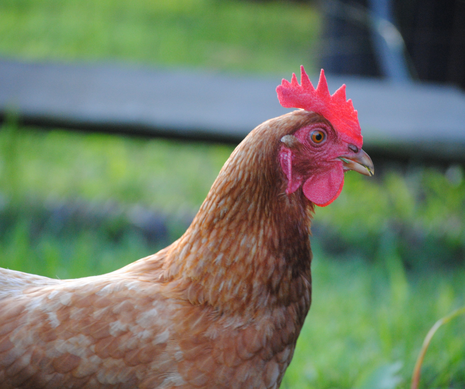 Close-up of red feathered backyard chicken