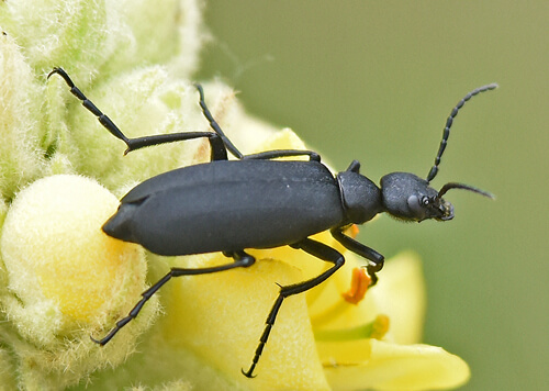Solid black blister beetle sitting on yellow flower