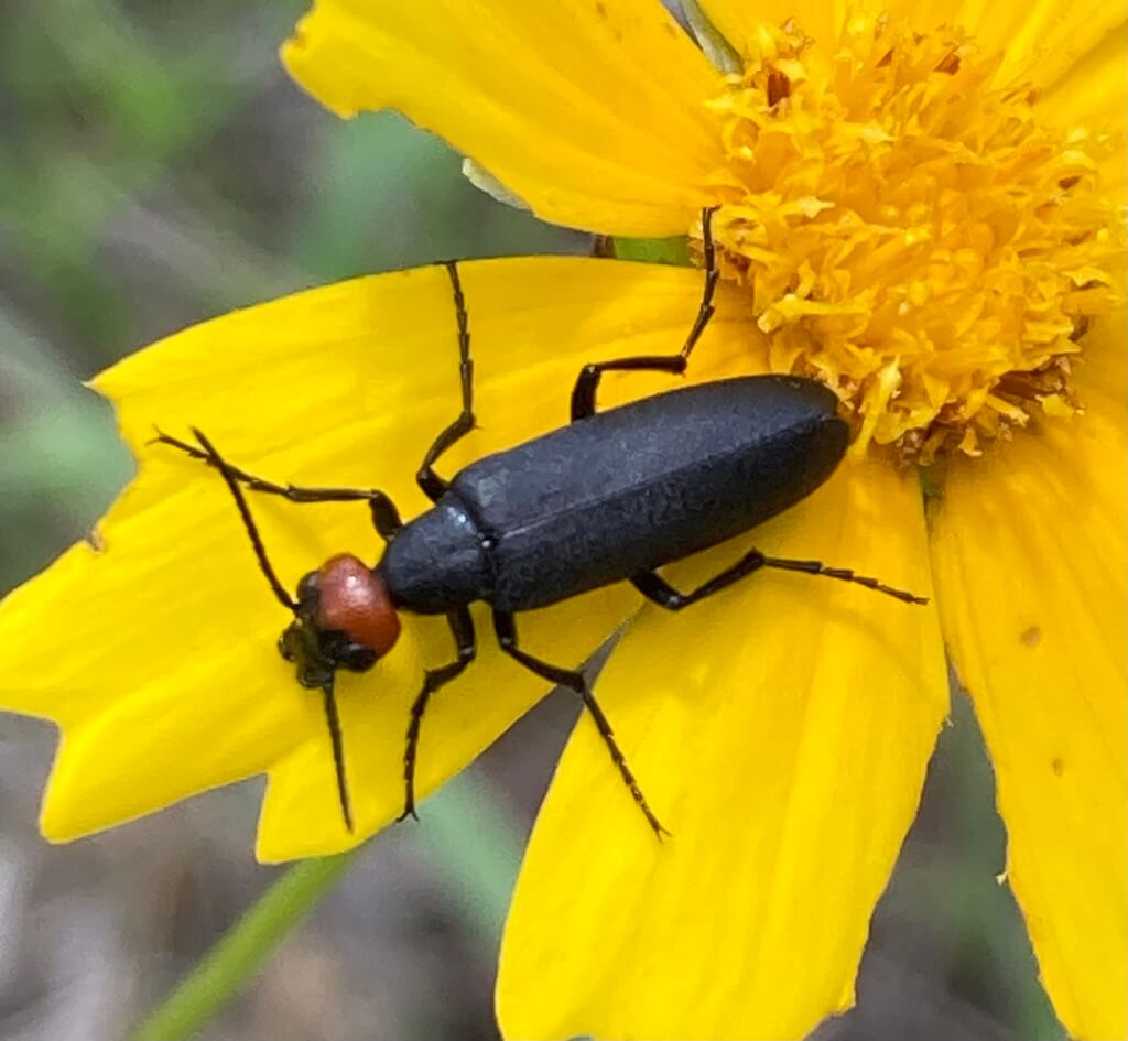 Blackened blister beetle with brownish orange head and black body, sitting on the petals of a yellow flower.