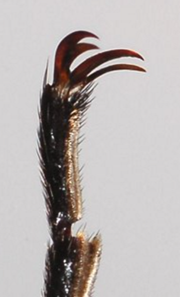 Single claw of a blister beetle, showing the key characticteristic of a split claw