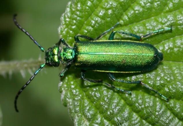 Bright green colored Eurpoean blister beetle resting on a green leaf, also known as a Spanish fly