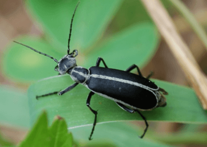 Margined blisted beetle sitting on a green leaf