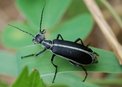 Blister beetle | narrow pronotum that tapers toward the front Margined blisted beetle sitting on a green leaf
