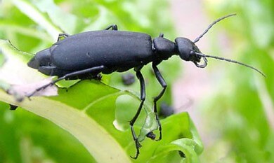 Black blister beetle sitting on a green plant