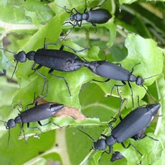 Group of black blister beetles feeding on a green plant