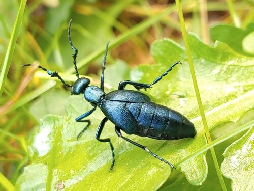 Buttercup oil beetle resting on a green leaf, with a bluish-black body.