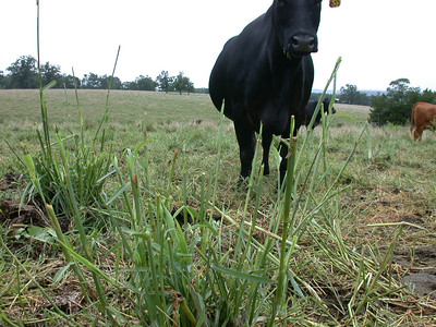 Close up of chewed clump of johnsongrass in the foreground with black cow in the background. Other cattle in the herd can be seen standing behind the cow in the pasture.