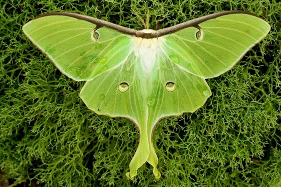Female Luna moth with all four wings visible, bright green with dark purple margins and eyespot wing markings. The moth is resting on bright green grass.