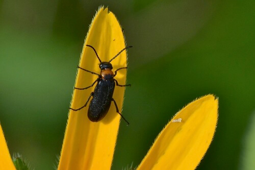 Forest blister beetle with a brownish-orange neck and black head and body, sitting on a yellow flower petal