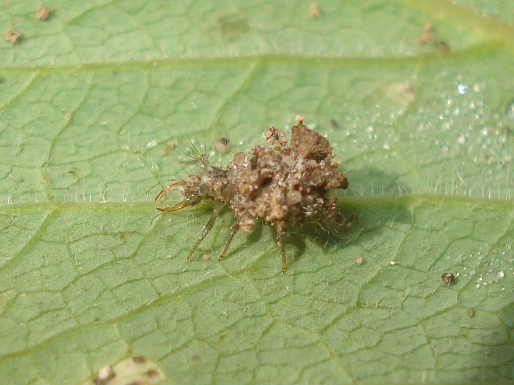 Lacewing larvae also known as a trash bug, crawling across a leaf and covered in sand. The larvae is unrecognizeable with the camouflage covering.