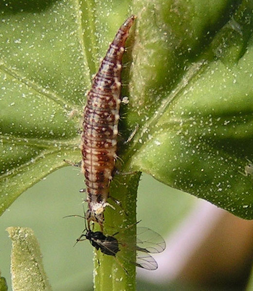Green lacewing larvae sitting on a bright breen leaf and feeding on an aphid.