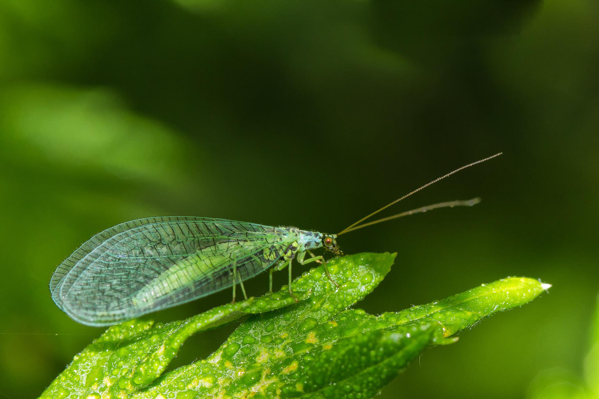 Adult green lacewing insect with transparent wings and long antennae, resting on a green leaf