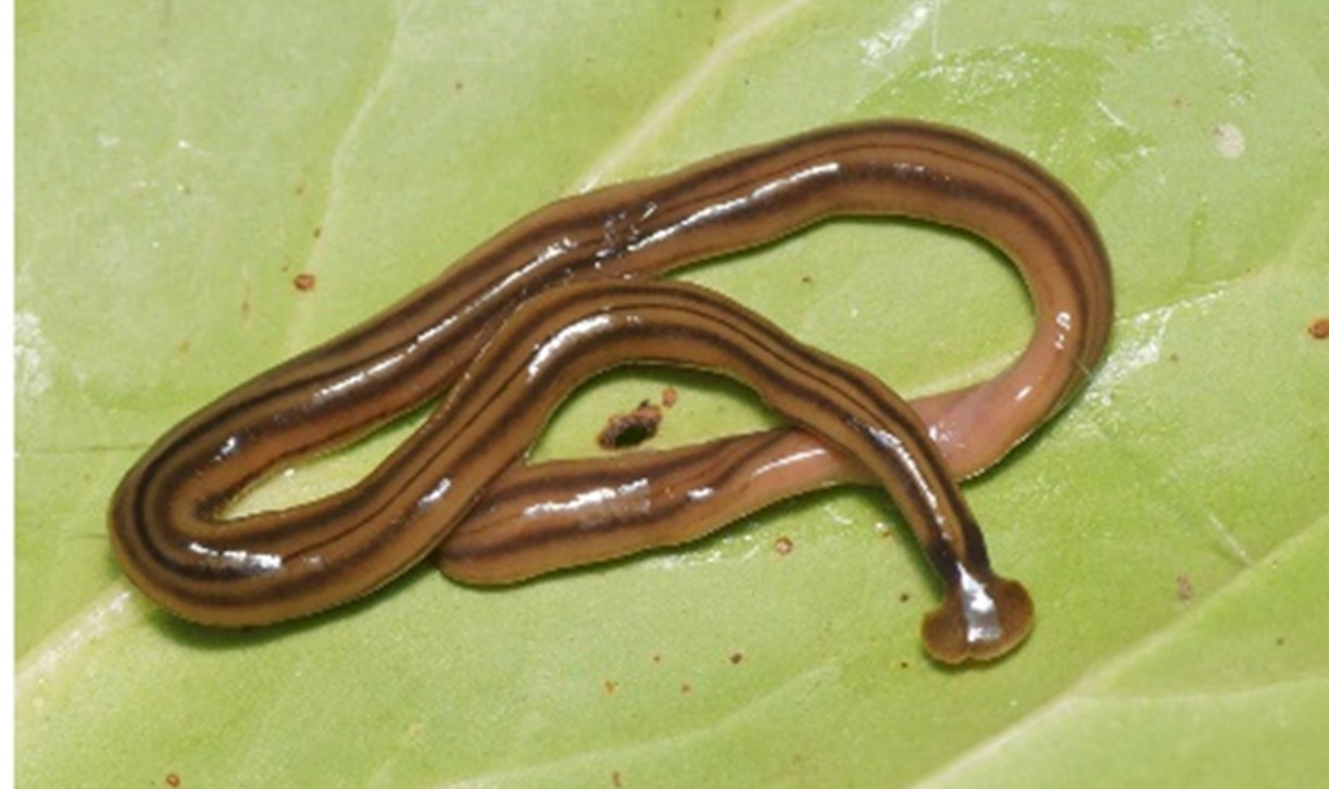 Hammerhead Worms in Arkansas