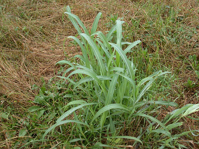 Green clump of young johnsongrass.