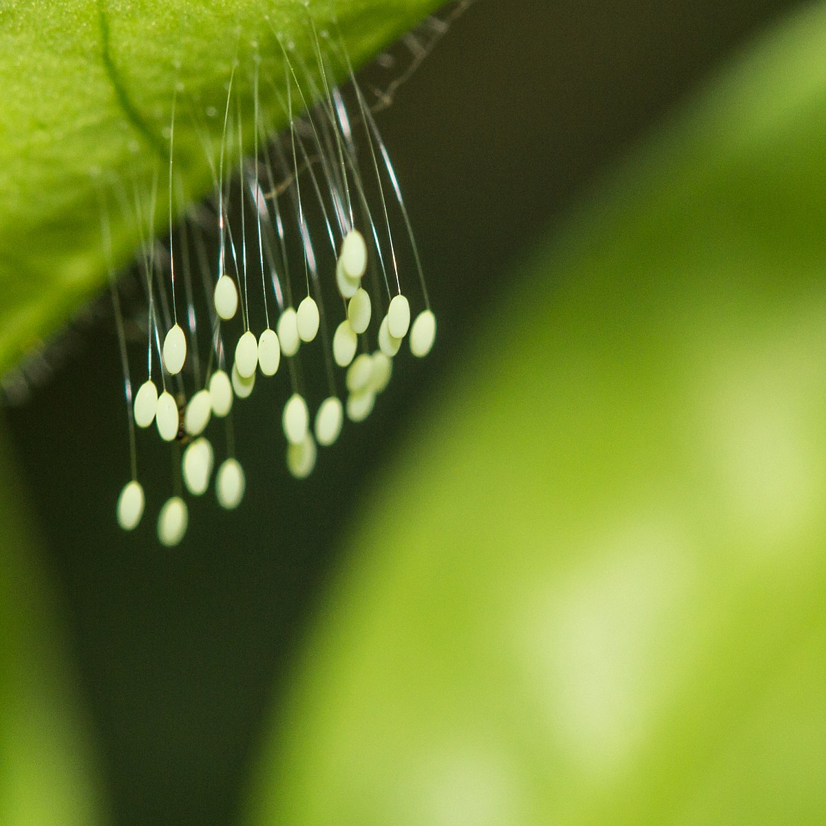 Eggs of a lacewing larvae suspended beneath a leaf.