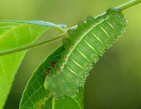 Close up side view of a Luna caterpillar, bright lime green in color with yellow vertical lines down the side of its body and two visible, horizontal rows of dots spanning the length of its body. It is climbing on a small branch with two bright green leaves.