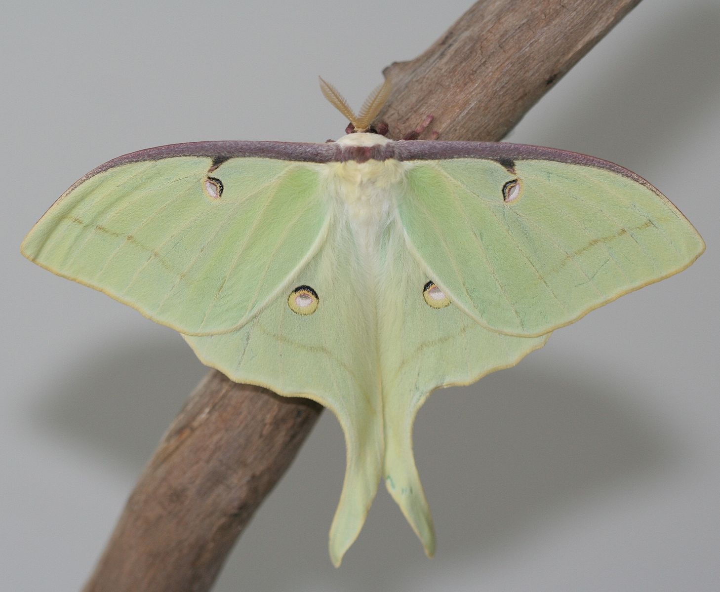 Male Luna moth resting on a branch, with the same wing markings as a female but lighter in green color. He also has fuzzier antennae.