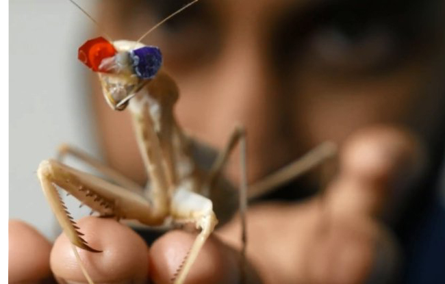 photo of a praying mantis wearing red-blue 3D lenses
