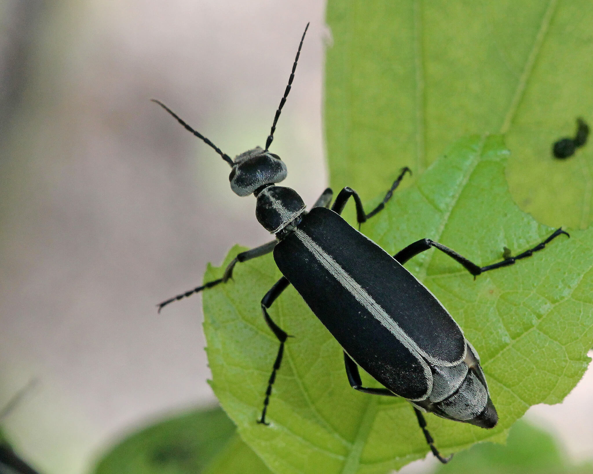 Margined blister beetle on a green leaf, with a black body and white outlined margins along wings on body.