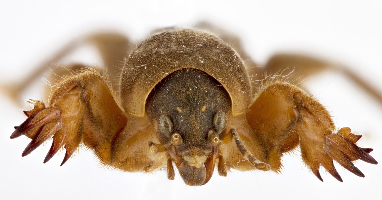 Front close up view of Northern mole cricket specimen with large claw like feet for digging.