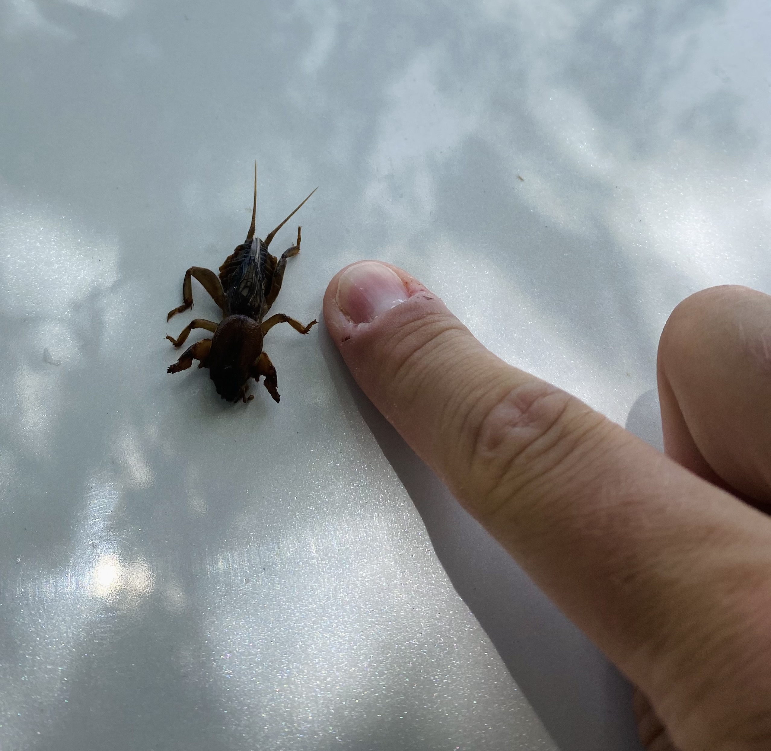A man's finger pointing to a mole cricket to demonstrate the length (approximately to the first knuckle).