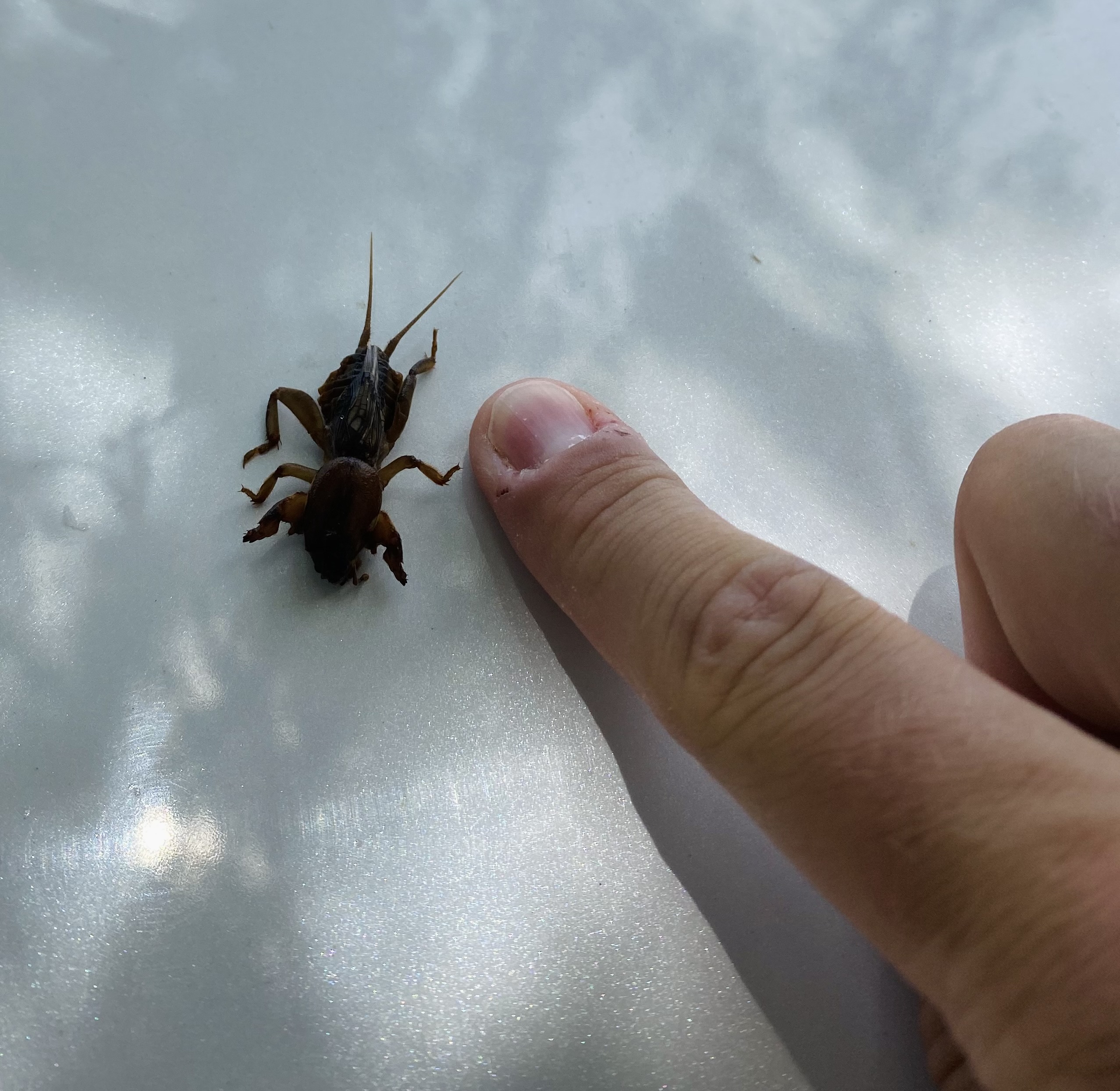 Mole Cricket Bite