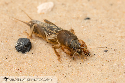 Northern mole cricket resting in the sand with large antennae and wings.
