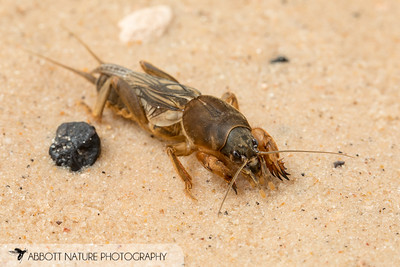 Northern mole cricket Northern mole cricket resting in the sand with large antennae and wings.