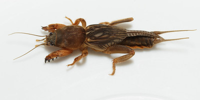 Northern mole cricket approximately one inch in length.