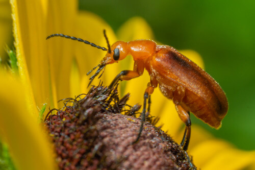 Orange blister beetle with a brownish-oranged colored body, feeding on a yellow flower