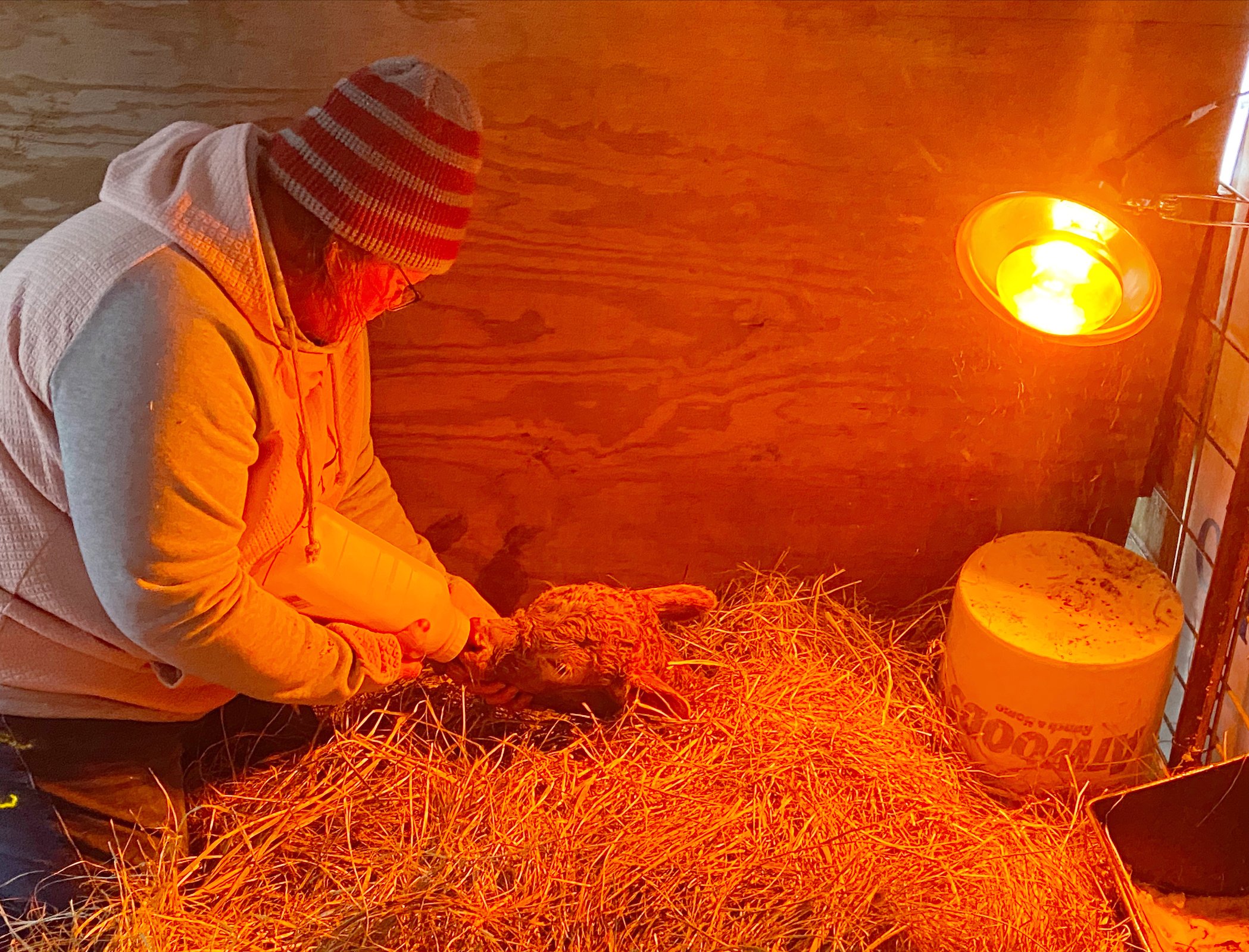 Jerri Beth Davis bottle feeding a calf, bedded down in hay with a warming lamp.