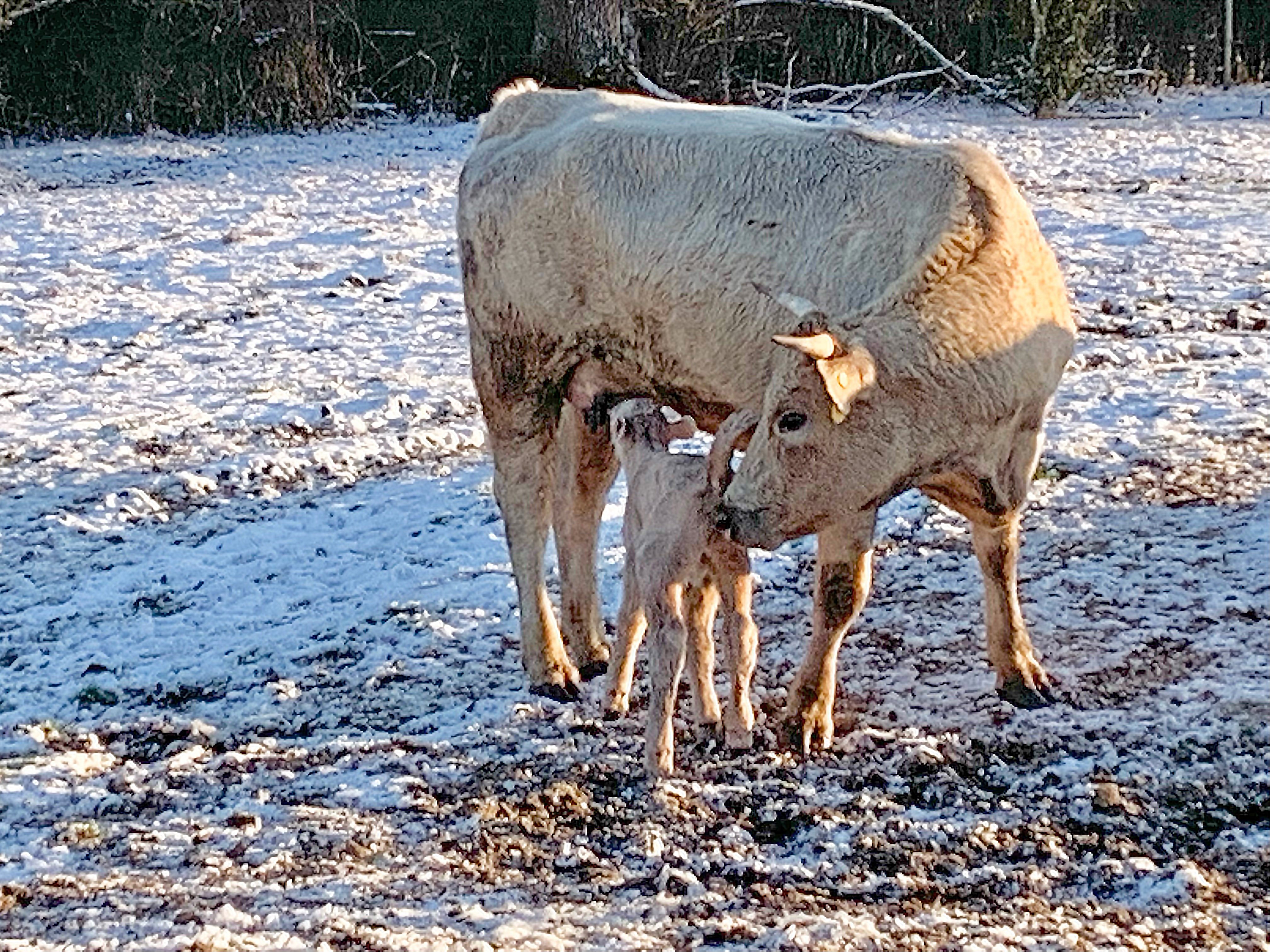  Newborn calf suckling momma cow in a snow-covered field in Pike County, Arkansas.