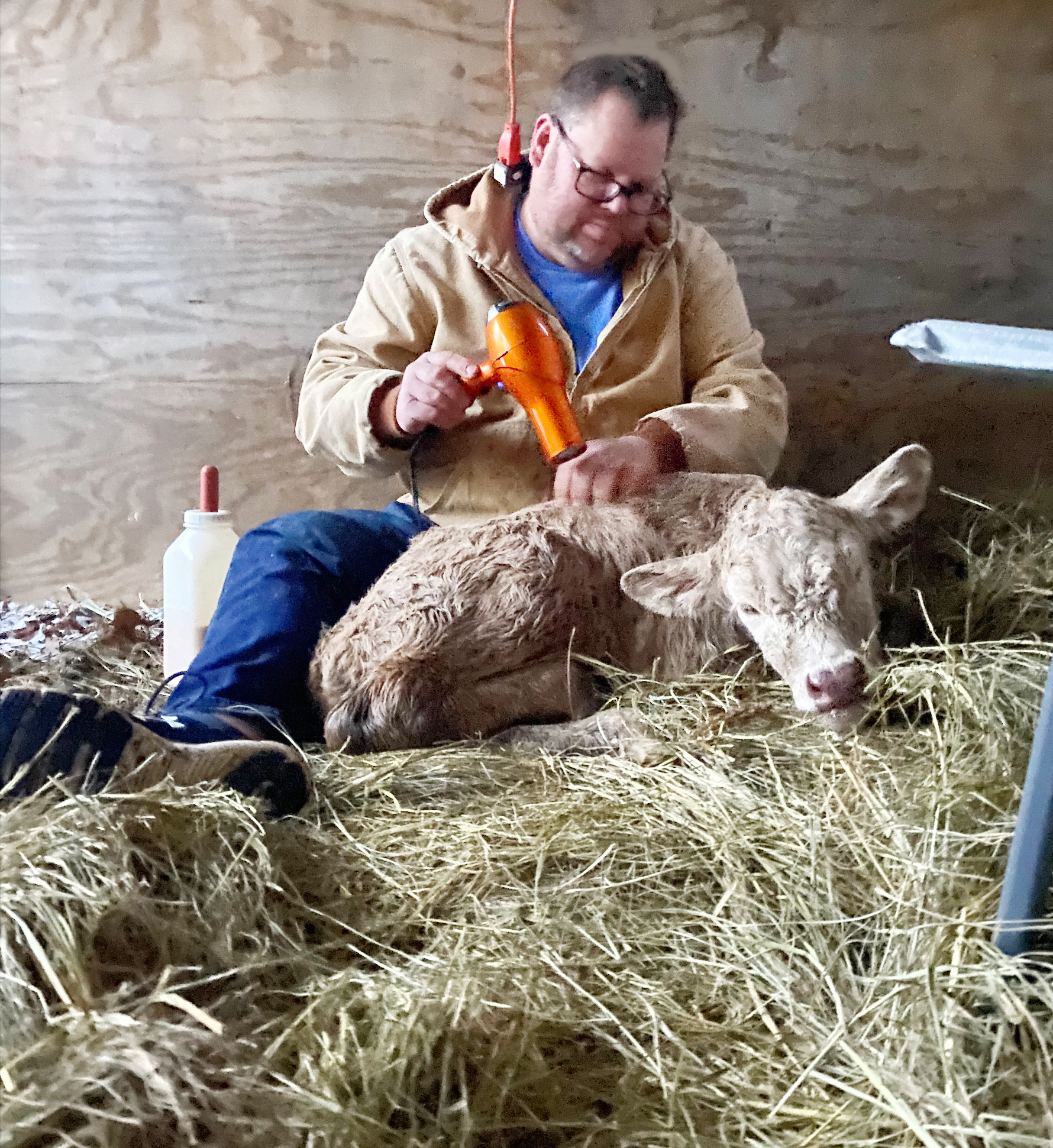 Terrell Davis using a hairdryer to warm a newborn calf, on a bed of hay in a barn.
