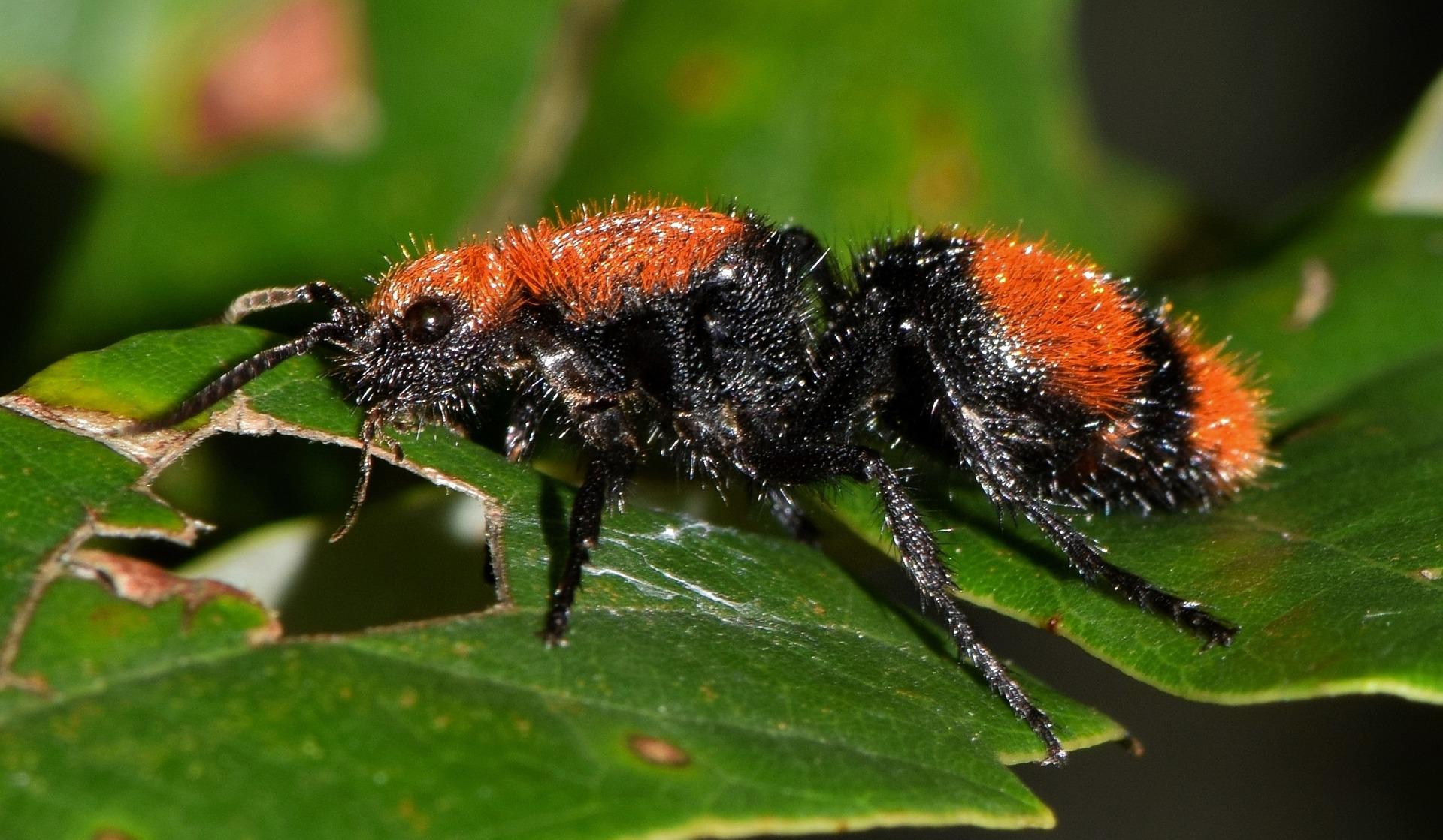 Close up of a female red velvet ant, with bright red and black fur, sitting on a green leaf