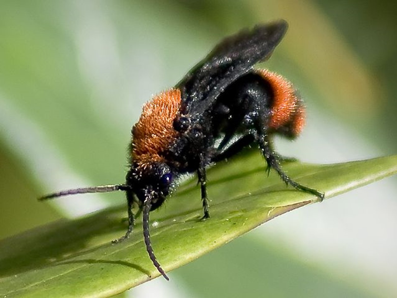 Male red velvet ant with lighter coloration and a set of dark wings, perched on a leaf